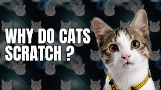 Why Do Cats Scratch Everything?  Secrets Revealed!