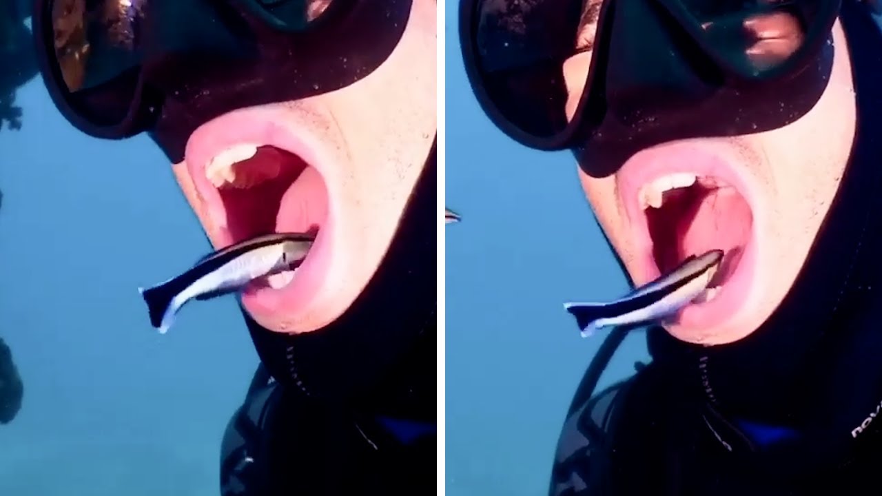 Fish Clean Diver's Teeth in Underwater Encounter