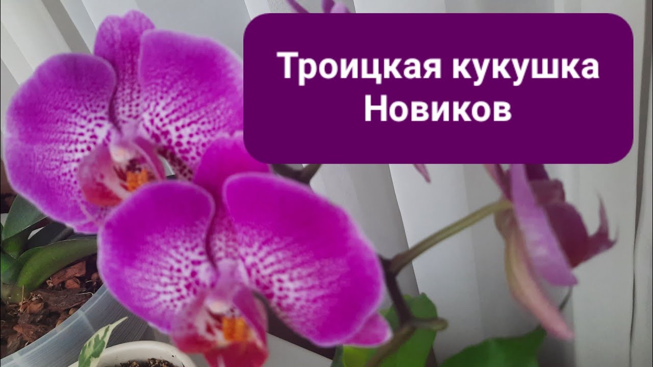 "Троицкая кукушка" Новиков - YouTube