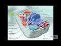 CONCEPTOS BASICOS DE BIOLOGIA CELULAR y ejercicio físico