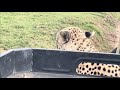 Cheetah Encounter, Serengeti, Tanzania, World Adventure Tours from Darren J. 🐆