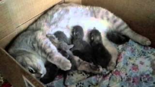 Урааа!!! Наша кошка Люська родила котят! 😊😇 Урааа!!! Наша кошка Люська родила котят! 😊😇