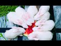 White Albino Red Eyes Rabbits For Sale | Rabbits Farming | Jahanzaib Farhan #rabbit #white #redeyes