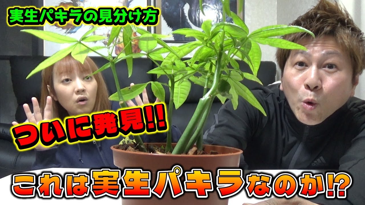 観葉植物VLOG】 希少なパキラ発見か！？ 実生パキラの見分け方 - YouTube