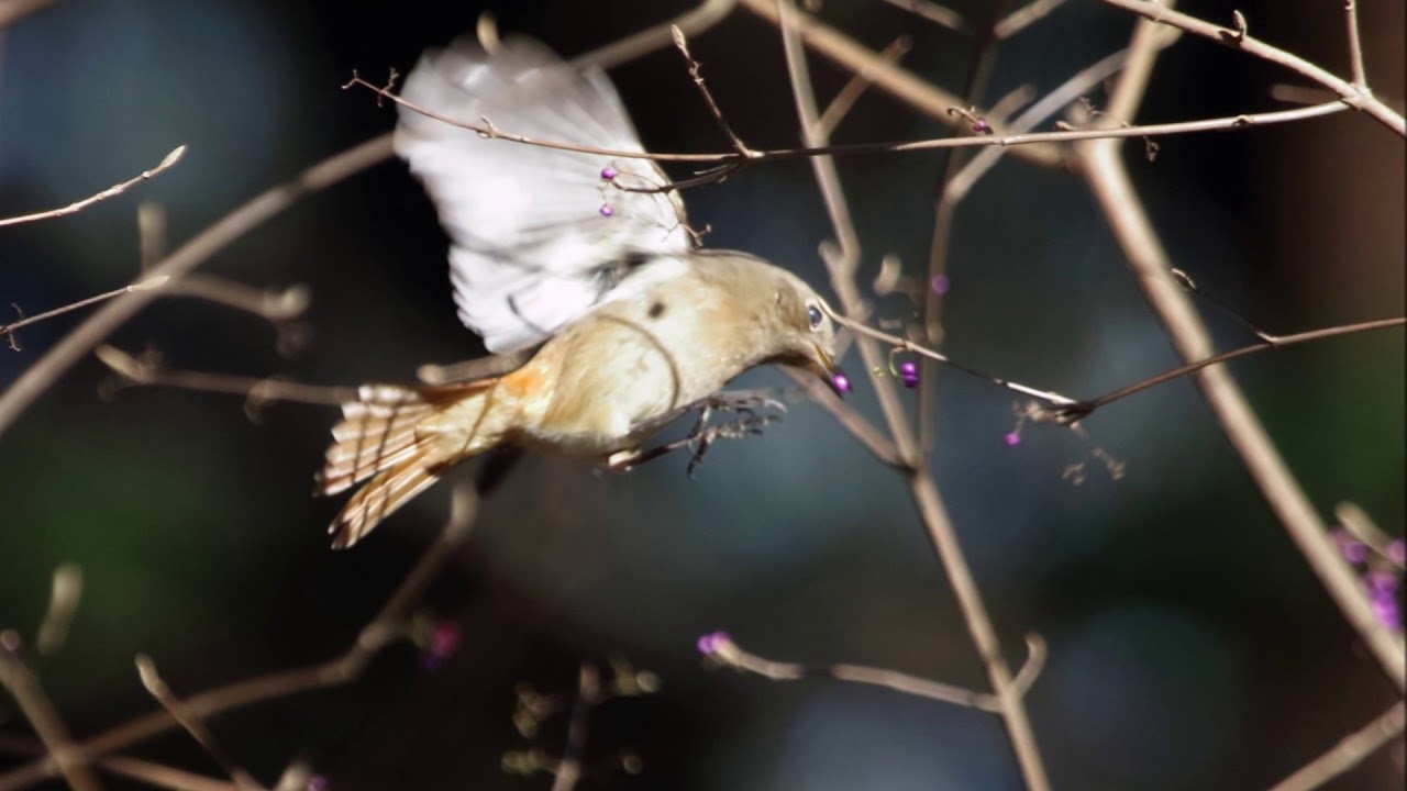 紫式部の実を食べるジョウビタキ 尉鶲 Phoenicurus Auroreus Daurian Redstart 神戸市立森林植物園 18 12 24 Youtube