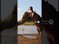 Lion Meets Hippo 🦁💥🦛#viral #shorts वायरल शॉर्ट: शेर हिप्पो से मिलता है और पलटवार होता है