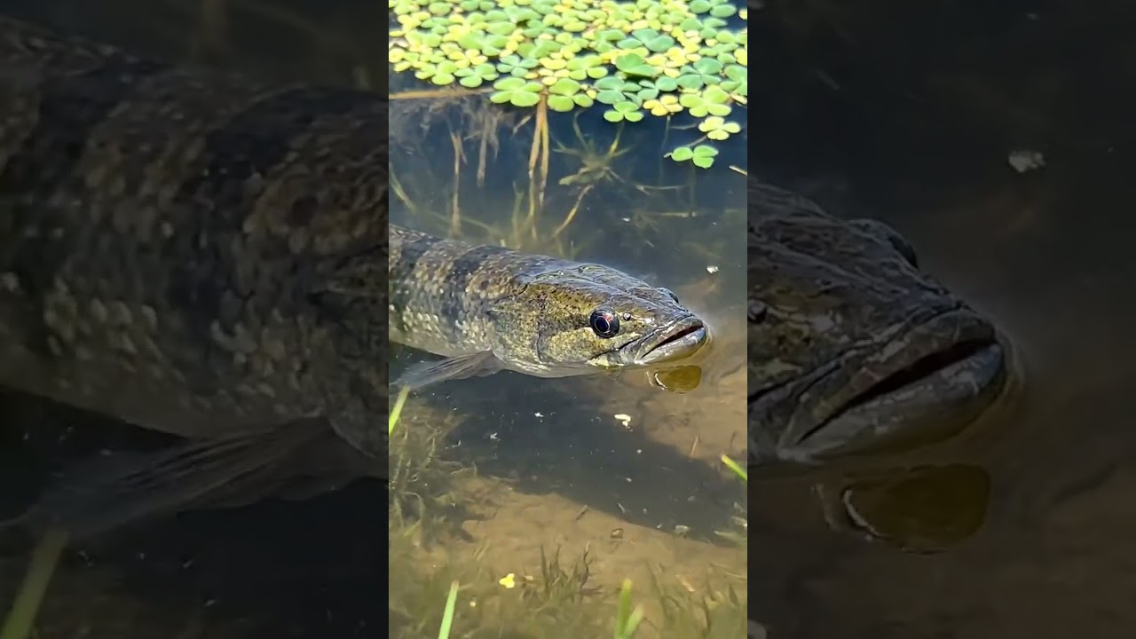 🎣 AMAZING Fish Life in the Countryside! You Won't BELIEVE This! 😲 