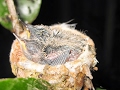 World of Hummingbirds!  Emma&#39;s Nest &quot;I&#39;m a Mommy Hummingbird&quot; Baby Hummingbirds!