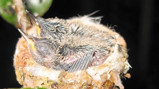 World of Hummingbirds!  Emma&#39;s Nest &quot;I&#39;m a Mommy Hummingbird&quot; Baby Hummingbirds!