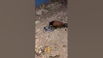 #nature #birds #cobra bìm bịp săn rắn cạp nia trong đêm #animals