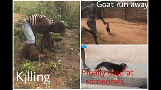 New year goat refused to d¡e after it was.....