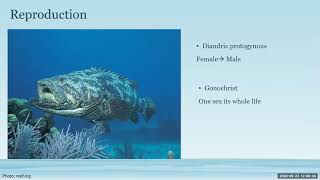 Conservation Conversations: Wednesday, September 23, 2020. Topic: The Grandeur of Goliath Grouper