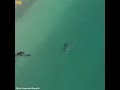 Mujer nadando sola en el mar y se acercan tres orcas