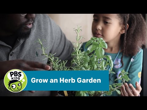 Video: Growing Herbs With Kids - Starting A Children's Herb Garden