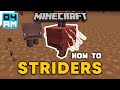 How to breed  ride striders in minecraft 116 nether update