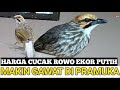 MAKIN GAWAT !!! HARGA BURUNG CUCAK ROWO EKOR PUTIH SEKARANG JADI SEGINI DI PASAR PRAMUKA !