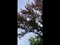 Power company trimming trees in our front yard via helicopter.  9/30/14, Bloomfield, IN