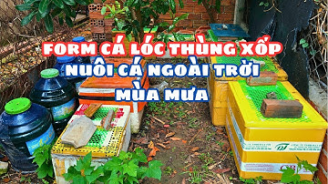 Form Cá Lóc Ngoài Trời Bằng Thùng Xốp | Thực Hiện Theo Yêu Cầu