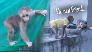 A cute Monkey follows Lambo home, Lambo Monkey has a new friend...