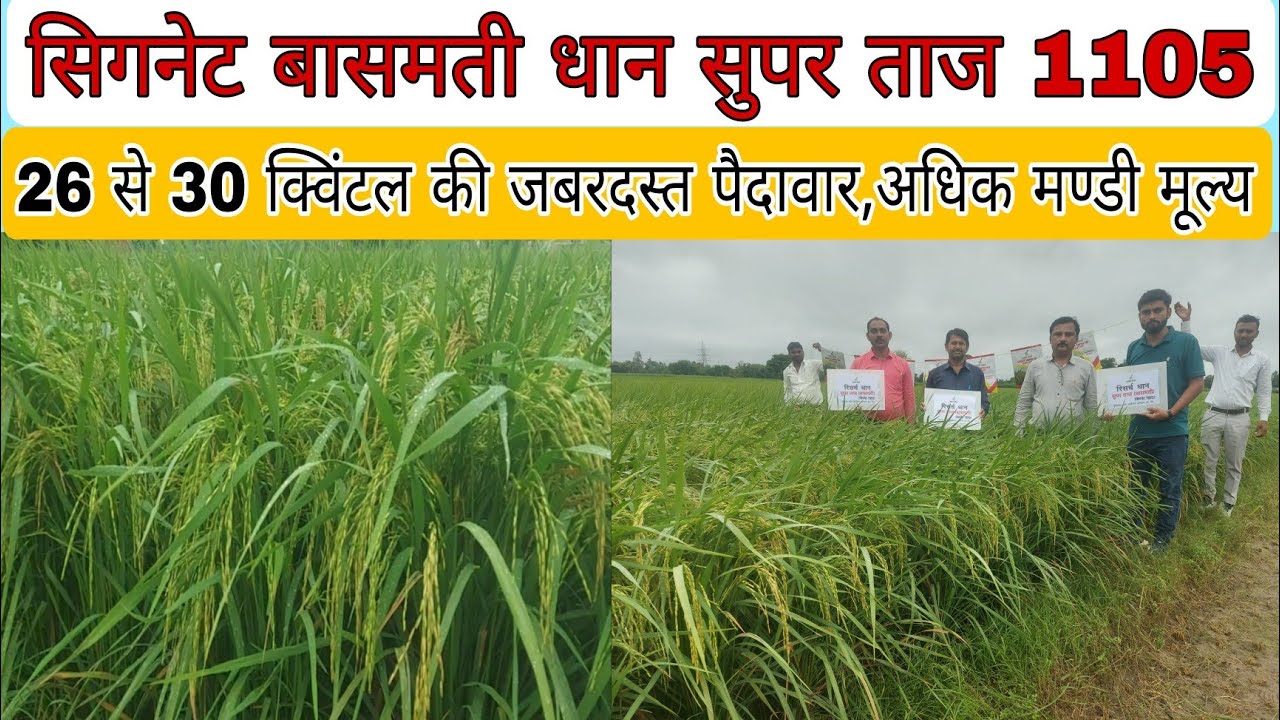 सिगनेट बासमती धान सुपर ताज 1105|26 से 30 क्विंटल की जबरदस्त पैदावार|अधिक मण्डी मूल्य,खुशुबादार 👍
