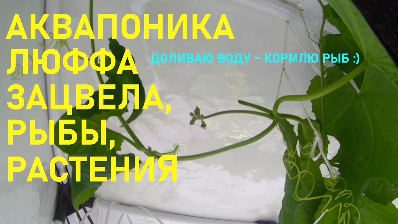 Аквапоника - Люффа зацвела, рыбы, растения