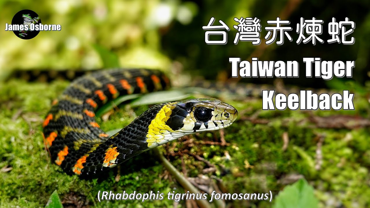 Taiwan Tiger Keelback 台灣赤煉蛇 (Rhabdophis tigrinus formosanus)