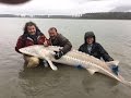 Рыбалка на осетра от 1 метра до 2 метра 50 см Канада часть 2