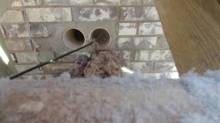 Dryer vent cleaning