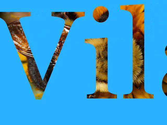 Watch bumblebeez 81- vila attack on YouTube Watch bumblebeez 81- vila attack on YouTube