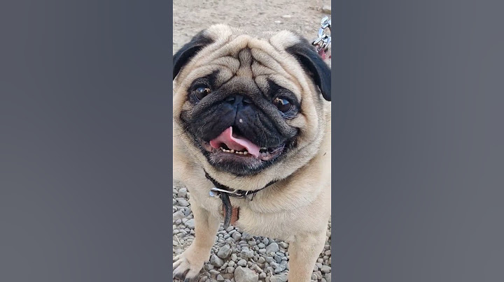Pug Cute #vodafone #dog #pug #shorts #viral