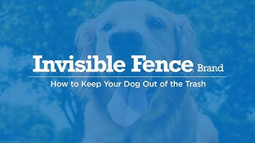 How to Keep Your Dog Out of Your Trash