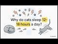 10 Secret Cat Superpowers: Why Your Pet is a Biological Masterpiece!