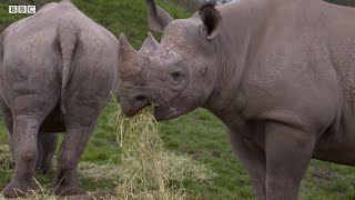 Do Rhinos Eat People? | Weird Animal Searches | BBC Earth Kids