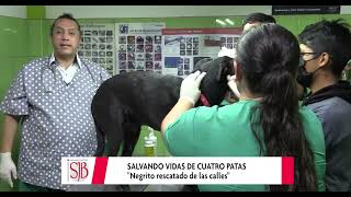 NEGRITO, PERRO RESCATADO DE LAS CALLES CON UNA SALUD DELICADA.