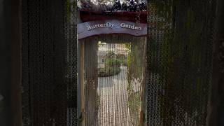 Nature Walk in Butterfly Garden with Slow Motion videos of Butterflies #naturewaks