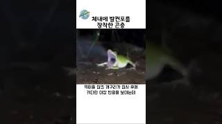 체내에 발칸포를 장착한 벌레