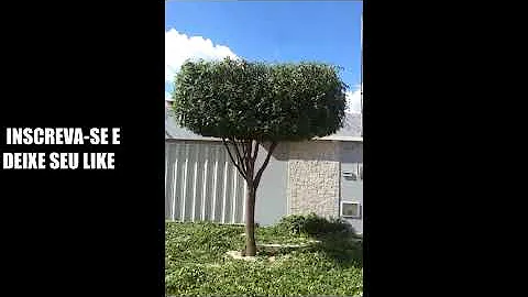 Como podar um pé de ninho?