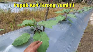 Pemupukan ke4 terong yumi f1 di musim penghujan