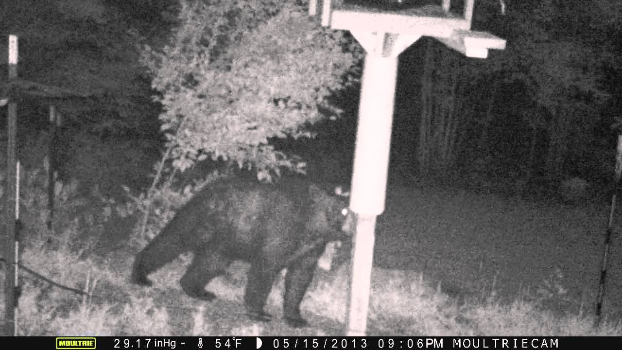 Bear has learned about electric fence YouTube