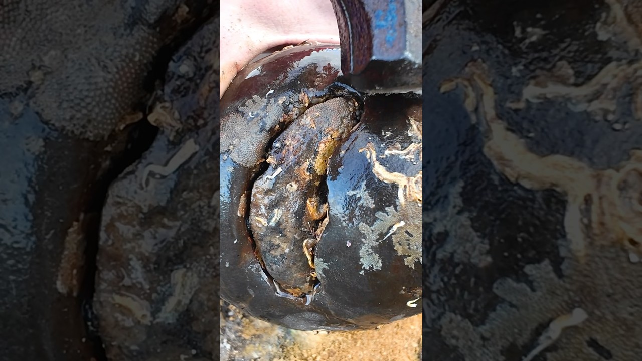 Rounded Beach Rock Cracked For Fossils