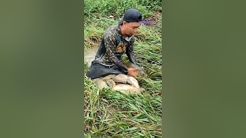 Cá Lớn - quá nhiều cá Chép Khủng ẩn nấp dưới cỏ 😱 #khacthuyvlogg