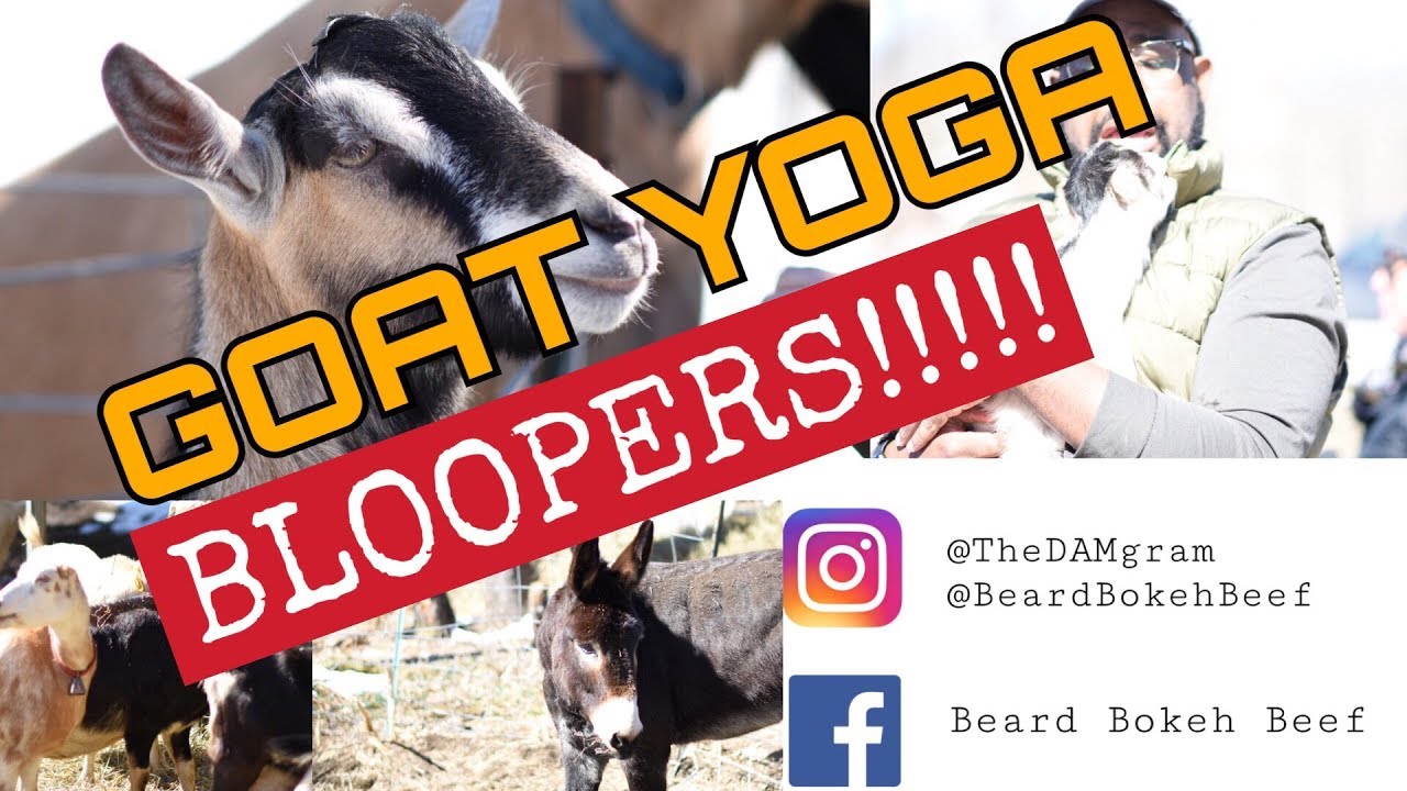 GOAT YOGA BLOOPERS - Beltane Farm -American Lung Assoc