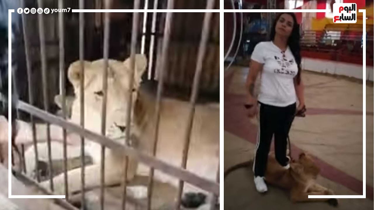 هنتحدى الأسد فى بيته.. جولة فى أخطر مكان بالسيرك ومشاهد مرعبة جدا مع المدربة