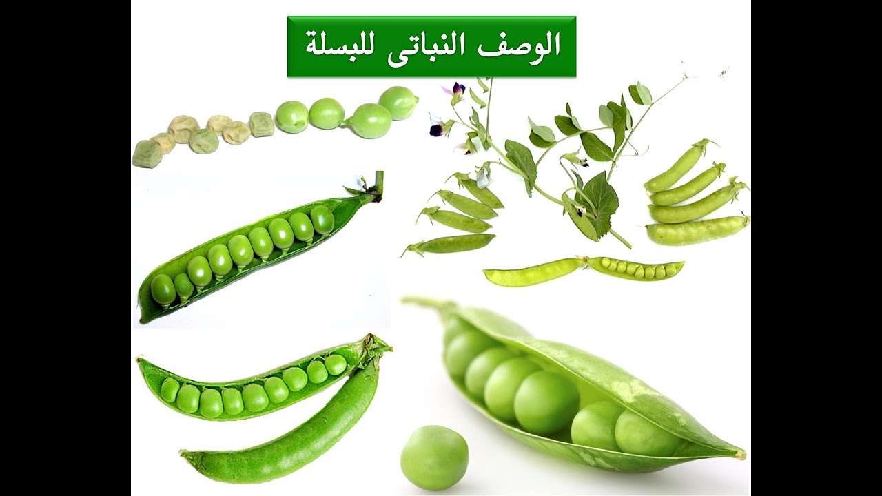(26) الوصف النباتى للبسلة (البازلاء) Pisum sativum Pea - إنتاج خضر