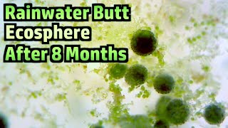 Rainwater Butt Ecosphere - 8 Month Update