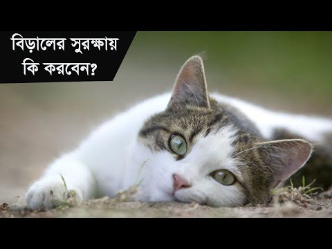 ভিডিও: বিড়ালরা কি আপনার শ্বাস চুরি করে?