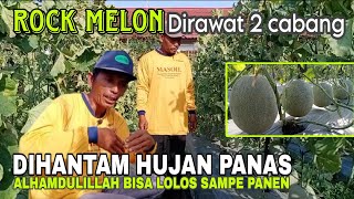 BERHASIL ‼️ Budidaya Rock Melon dengan Sistem Dicabang Dua