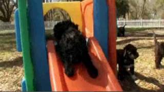 Portuguese Water Dog.avi by JDACanimalblog 4,215 views 14 years ago 3 minutes, 26 seconds