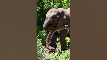 Giant python is wrapping itself around an elephant#Elephant  #GiantPython#Wildlife #shortvideo#Snake