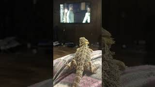 Beardie’s growth in 3 months!!🥲🦎❤️@Beardie119 Beardie’s growth in 3 months!!🥲🦎❤️@Beardie119